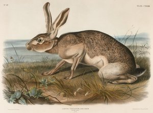 Texasi nyúl (Lepus Texianus)